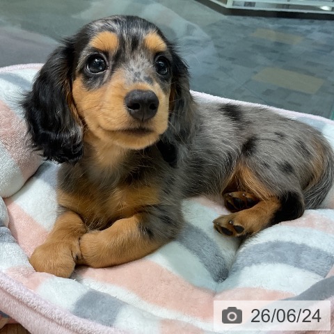愛知県のミニチュアダックスフンド(ロング) (ペットプラス 岡崎店/2026年4月18日生まれ/男の子/シルバーダップル)の子犬の4枚目の画像