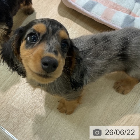 ミニチュア・ダックスフンドの写真