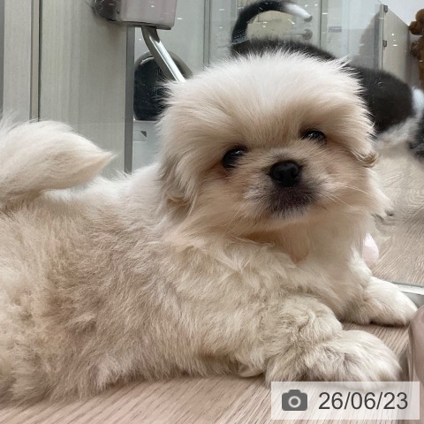 ペキニーズの写真