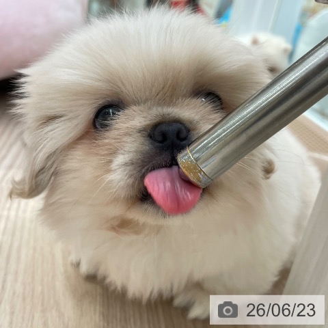 ペキニーズの写真