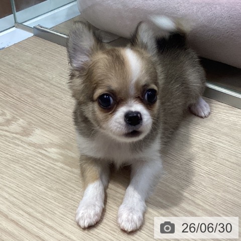 チワワの写真