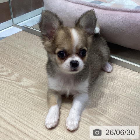 チワワの写真
