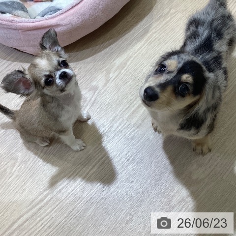 チワワの写真