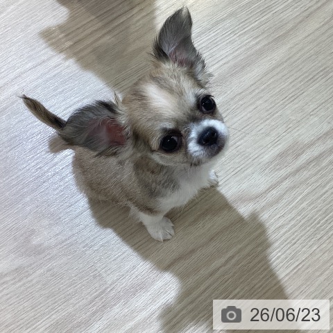 チワワの写真