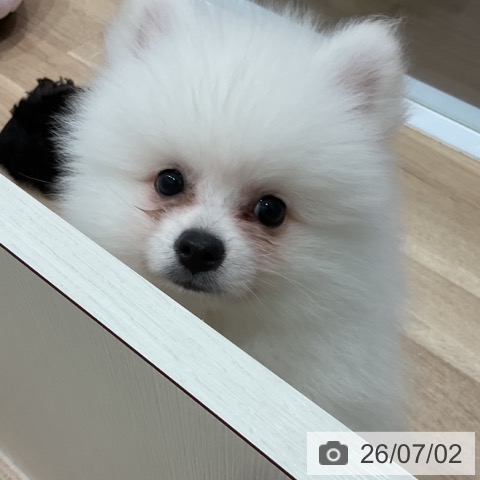 愛知県のポメラニアン (ペットプラス 東浦店/2026年4月21日生まれ/男の子/クリーム)の子犬の3枚目の画像