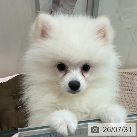 愛知県のポメラニアン (ペットプラス 東浦店/2026年4月21日生まれ/男の子/クリーム)の子犬の4枚目の画像