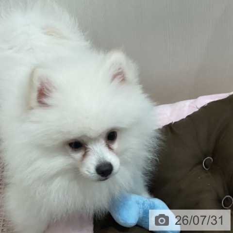 愛知県のポメラニアン (ペットプラス 東浦店/2026年4月21日生まれ/男の子/クリーム)の子犬の3枚目の画像