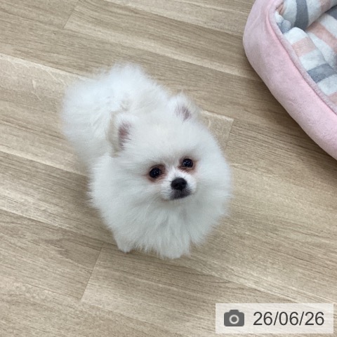 愛知県のポメラニアン (ペットプラス 千音寺店/2026年4月21日生まれ/男の子/クリーム)の子犬の4枚目の画像