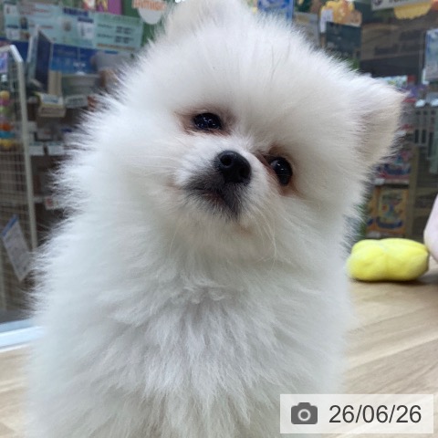 愛知県のポメラニアン (ペットプラス 千音寺店/2026年4月21日生まれ/男の子/クリーム)の子犬の3枚目の画像