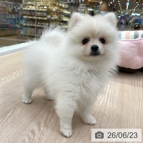 ポメラニアンの写真