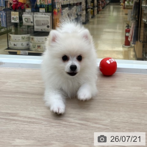 愛知県のポメラニアン (ペットプラス 豊田店/2026年4月21日生まれ/女の子/クリーム)の子犬の4枚目の画像