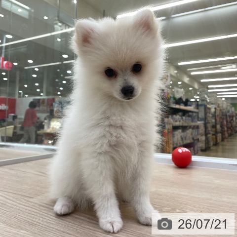 愛知県のポメラニアン (ペットプラス 豊田店/2026年4月21日生まれ/女の子/クリーム)の子犬の3枚目の画像