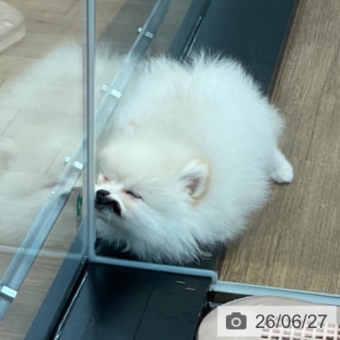 愛知県のポメラニアン (ペッツワン 東海店/2026年4月21日生まれ/女の子/クリーム)の子犬の3枚目の画像