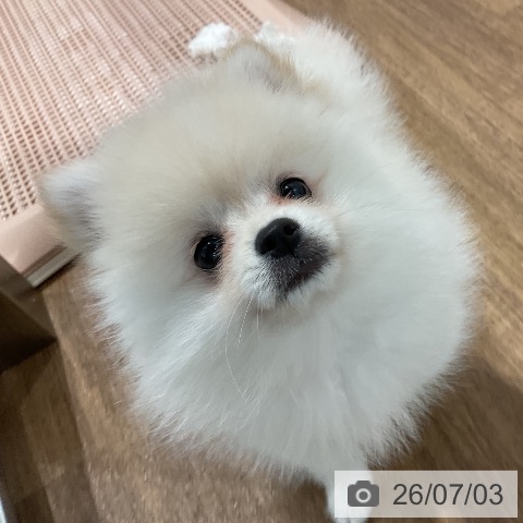 愛知県のポメラニアン (ペッツワン 東海店/2026年4月21日生まれ/女の子/クリーム)の子犬の3枚目の画像