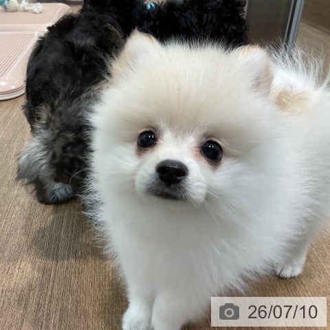 愛知県のポメラニアン (ペッツワン 東海店/2026年4月21日生まれ/女の子/クリーム)の子犬の3枚目の画像