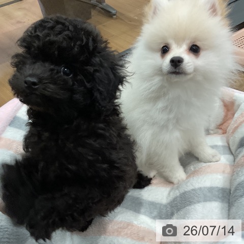 愛知県のポメラニアン (ペッツワン 東海店/2026年4月21日生まれ/女の子/クリーム)の子犬の4枚目の画像