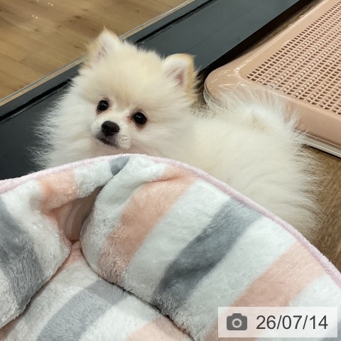 愛知県のポメラニアン (ペッツワン 東海店/2026年4月21日生まれ/女の子/クリーム)の子犬の3枚目の画像