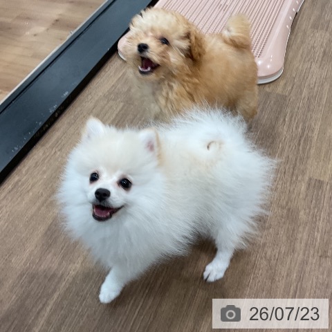 愛知県のポメラニアン (ペッツワン 東海店/2026年4月21日生まれ/女の子/クリーム)の子犬の3枚目の画像