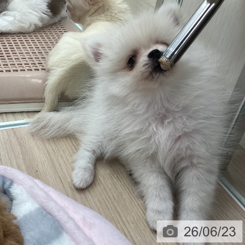 ポメラニアンの写真