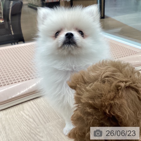 ポメラニアンの写真