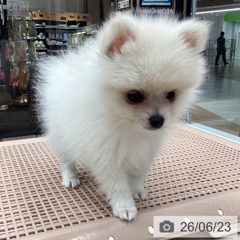 ポメラニアンの写真