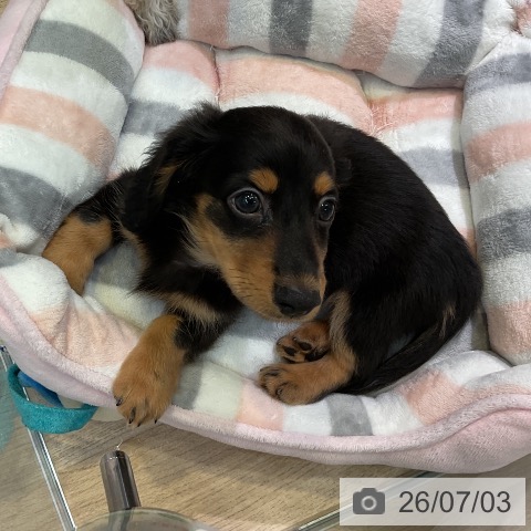 愛知県のミニチュアダックスフンド(ロング) (ペットプラス 岡崎店/2026年4月22日生まれ/男の子/ブラックタン)の子犬の3枚目の画像