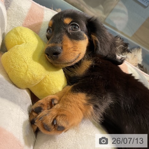 ミニチュア・ダックスフンドの写真