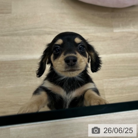 ミニチュア・ダックスフンドの写真