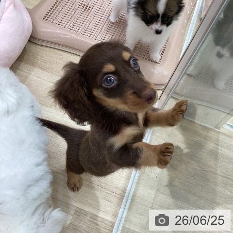 ミニチュア・ダックスフンドの写真