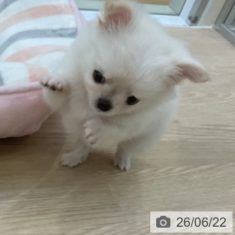 チワワの写真