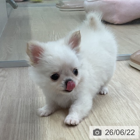 チワワの写真