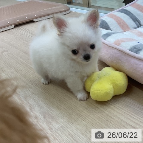 チワワの写真