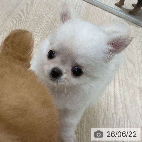 チワワの写真