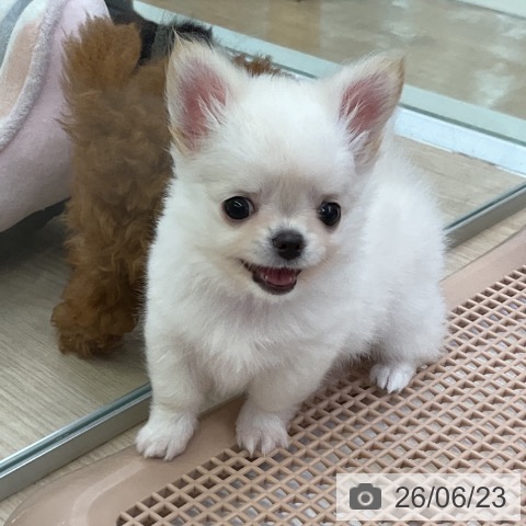 チワワの写真