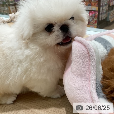 三重県のペキニーズ (ペットプラス 鈴鹿店/2026年4月22日生まれ/男の子/ホワイト)の子犬の4枚目の画像