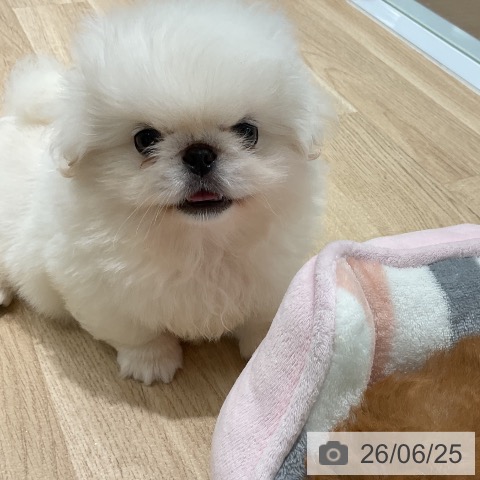 三重県のペキニーズ (ペットプラス 鈴鹿店/2026年4月22日生まれ/男の子/ホワイト)の子犬の3枚目の画像