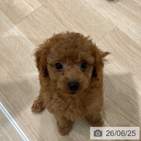 三重県のトイプードル(トイ) (ペットプラス 鈴鹿店/2026年4月22日生まれ/男の子/レッド)の子犬の4枚目の画像
