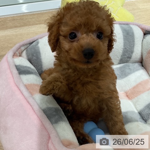 三重県のトイプードル(トイ) (ペットプラス 鈴鹿店/2026年4月22日生まれ/男の子/レッド)の子犬の3枚目の画像
