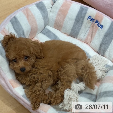 石川県のトイプードル(トイ) (ペットプラス 新小松店/2026年4月22日生まれ/男の子/レッド)の子犬の4枚目の画像