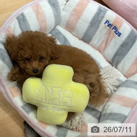 石川県のトイプードル(トイ) (ペットプラス 新小松店/2026年4月22日生まれ/男の子/レッド)の子犬の3枚目の画像