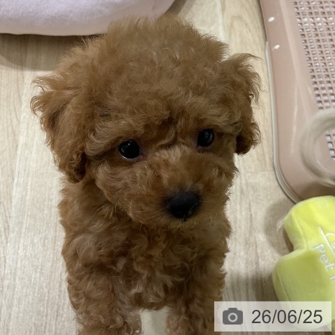三重県のトイプードル(トイ) (ペットプラス 鈴鹿店/2026年4月22日生まれ/女の子/レッド)の子犬の4枚目の画像
