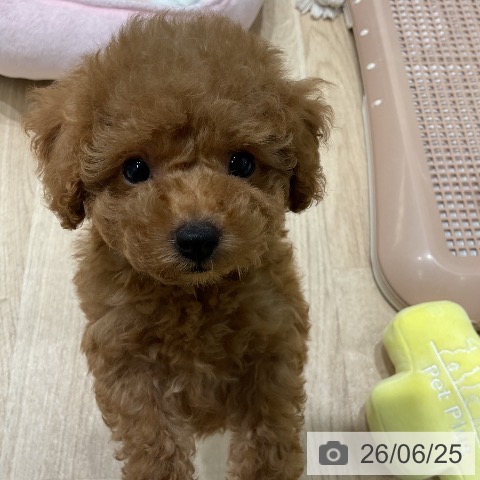 三重県のトイプードル(トイ) (ペットプラス 鈴鹿店/2026年4月22日生まれ/女の子/レッド)の子犬の3枚目の画像