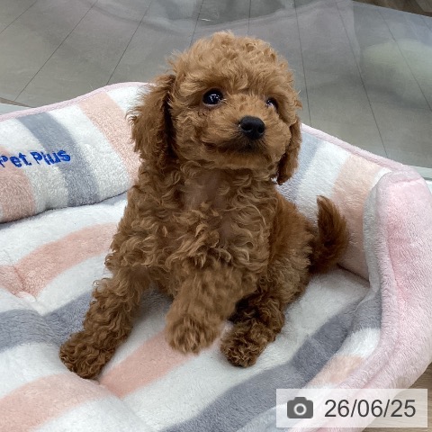 石川県のトイプードル(トイ) (ペットプラス 白山店/2026年4月22日生まれ/女の子/レッド)の子犬の4枚目の画像