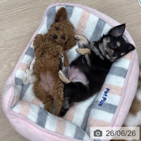 石川県のトイプードル(トイ) (ペットプラス 白山店/2026年4月22日生まれ/女の子/レッド)の子犬の3枚目の画像