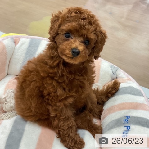 愛知県のトイプードル(トイ) (ペットプラス 東浦店/2026年4月18日生まれ/男の子/レッド)の子犬の4枚目の画像