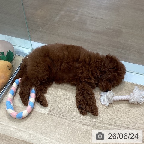 愛知県のトイプードル(トイ) (ペットプラス 東浦店/2026年4月18日生まれ/男の子/レッド)の子犬の3枚目の画像