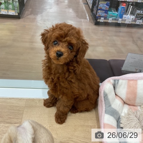 愛知県のトイプードル(トイ) (ペットプラス 東浦店/2026年4月18日生まれ/男の子/レッド)の子犬の4枚目の画像