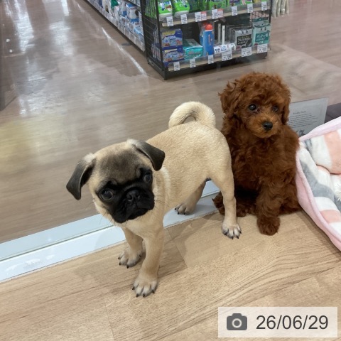 愛知県のトイプードル(トイ) (ペットプラス 東浦店/2026年4月18日生まれ/男の子/レッド)の子犬の3枚目の画像