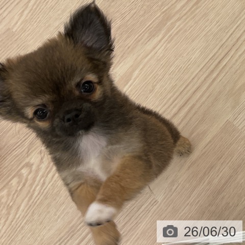 福井県のチワワ(ロング) (ペットプラス 福井店/2026年4月18日生まれ/男の子/レッドホワイト)の子犬の3枚目の画像
