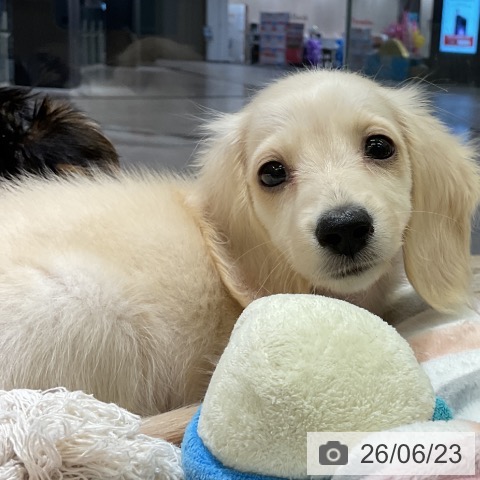 愛知県のミニチュアダックスフンド(ロング) (ペットプラス イオンモール豊川店/2026年4月19日生まれ/男の子/イエロー)の子犬の4枚目の画像